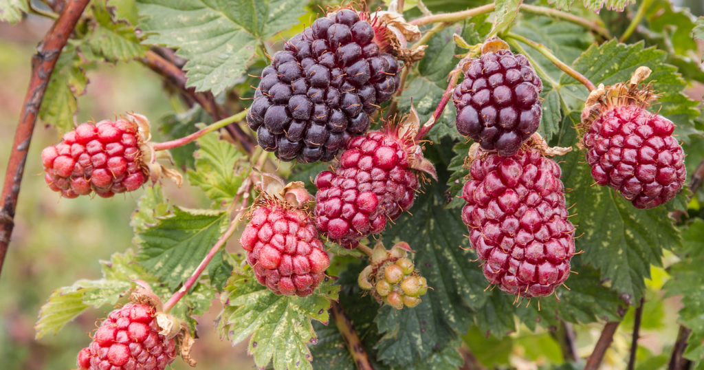 ボイセンベリー 抜き苗 ブラックベリーの苗 苗木 抜き苗 1本 根付①の
