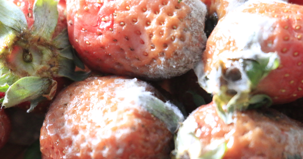 苺にカビ！？原因と対策、美味しく安全に楽しむための完全ガイド