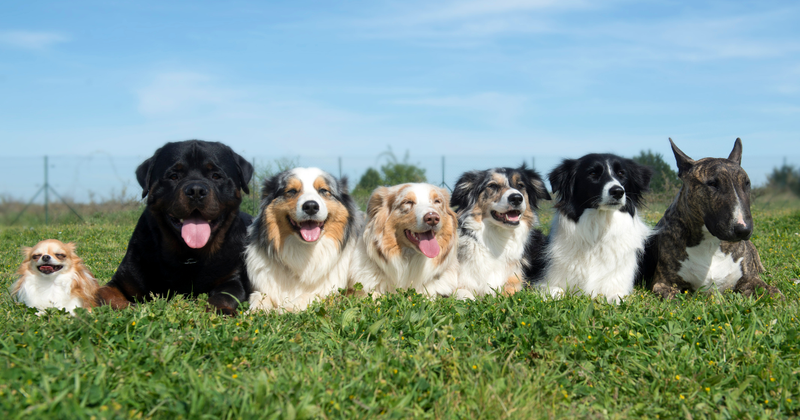 マスカットと犬：愛犬を守るために知っておくべきこと