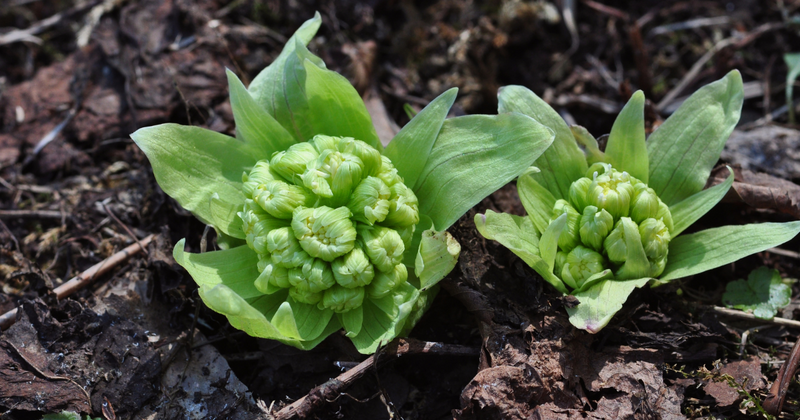 春の息吹を告げる山菜、ふきのとうとは？