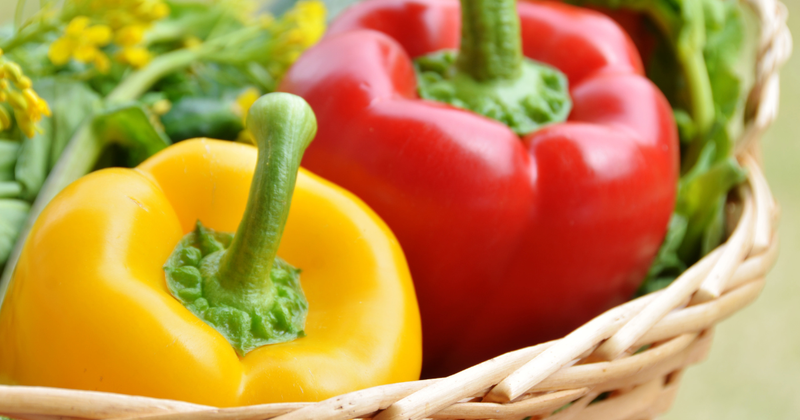 パプリカ苗から始める家庭菜園：甘くて彩り豊かな実を収穫する秘訣