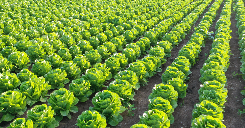 レタス植える時期：初心者でも失敗しない栽培時期と品種選び