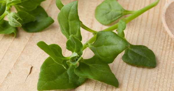 ツルナの徹底ガイド：特徴、栄養、美味しい食べ方、栽培方法