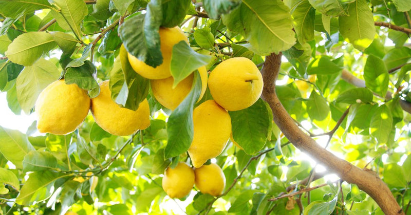 レモンの意味：爽やかさだけじゃない？知っておきたいネガティブな側面