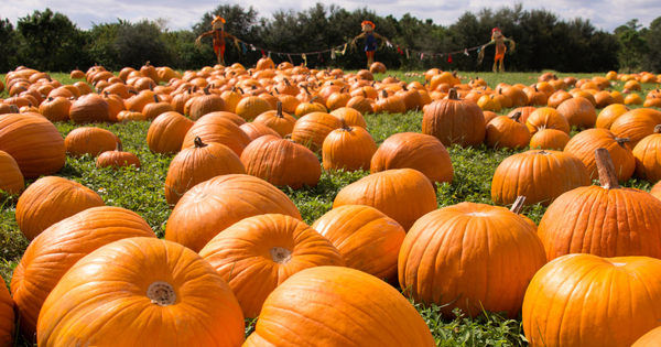 かぼちゃ栽培成功の鍵：水やり徹底ガイド