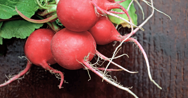 ラディッシュ間引き：初心者でも失敗しないコツとタイミング