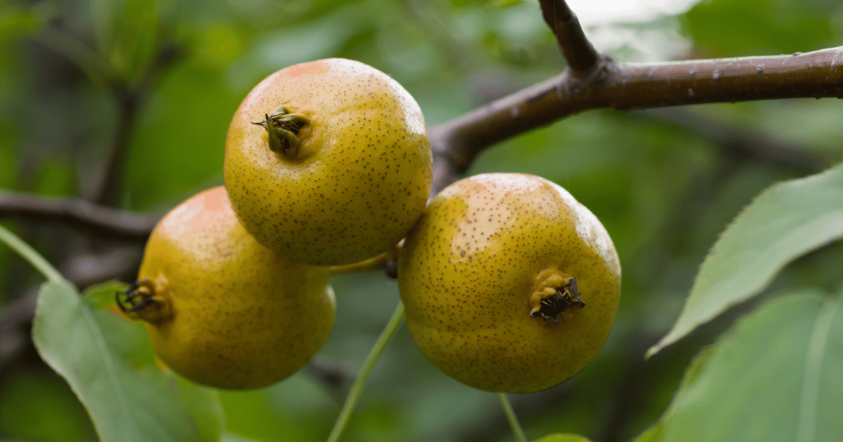 ヤマナシの実：日本のナシ文化を支える原生種
