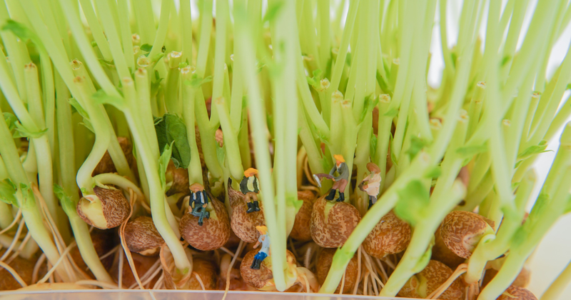 豆苗栽培の進化形：根から豆を収穫する驚きの方法