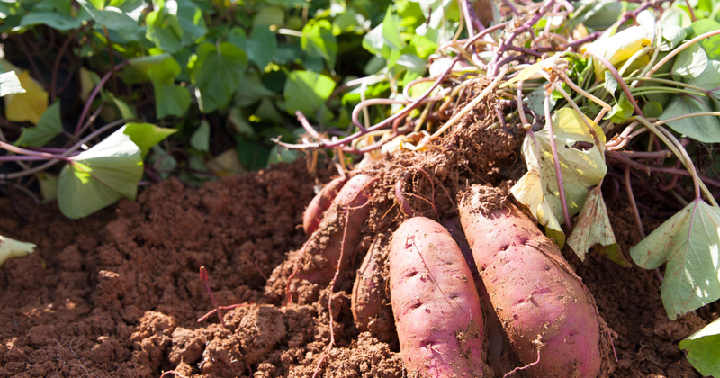 サツマイモの水やり完全ガイド：タイミング、頻度、注意点