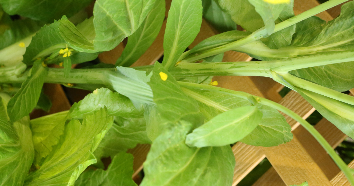 のらぼう菜とは？歴史・栄養・栽培方法から絶品レシピまで徹底解説