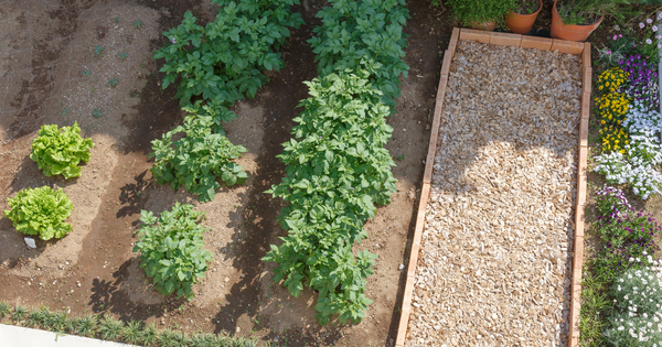 北海道の家庭菜園：食と暮らしを豊かにする、北の大地の恵み