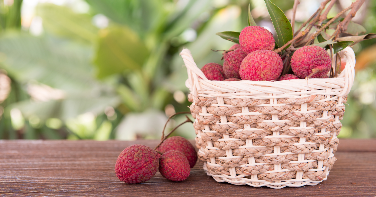 旬の味覚！ライチの時期と、生ライチの魅力