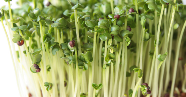 ブロッコリー スプラウト 保存