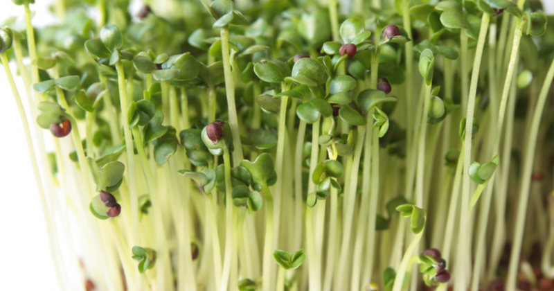 ブロッコリー スプラウト 保存