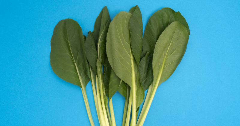 小松菜 茎