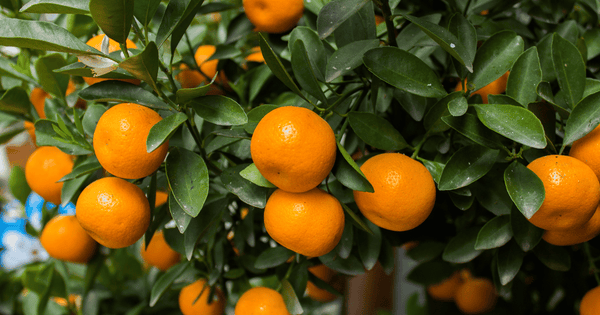 早生みかんとは？特徴や選び方を徹底解説！