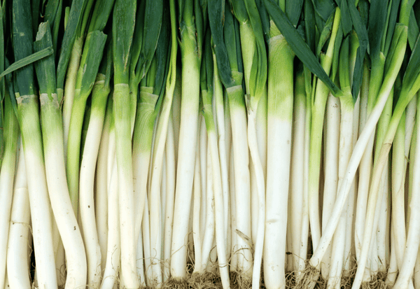 ねぎを味わい尽くす！絶品レシピと食べ方