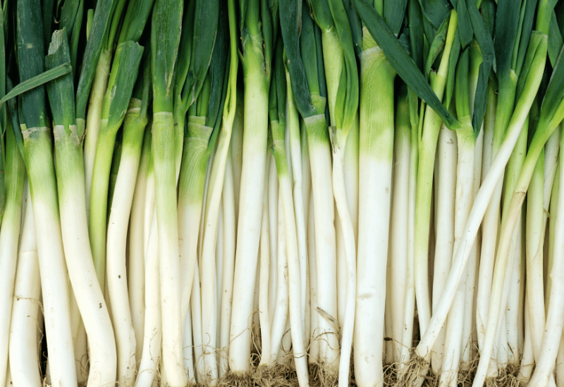 ねぎを味わい尽くす！絶品レシピと食べ方