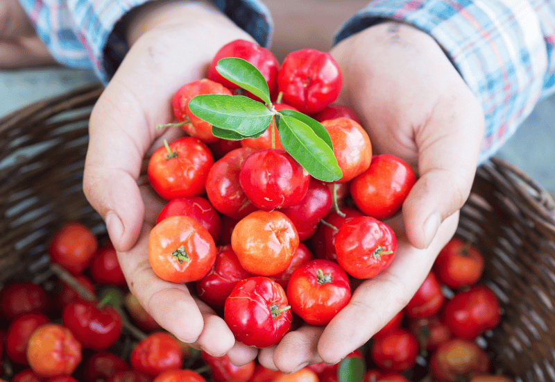 さくらんぼの木：一本でも実がなるの？