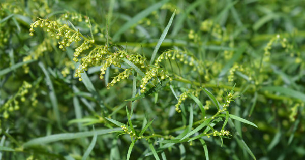 エストラゴンとは：料理を彩るハーブのすべて