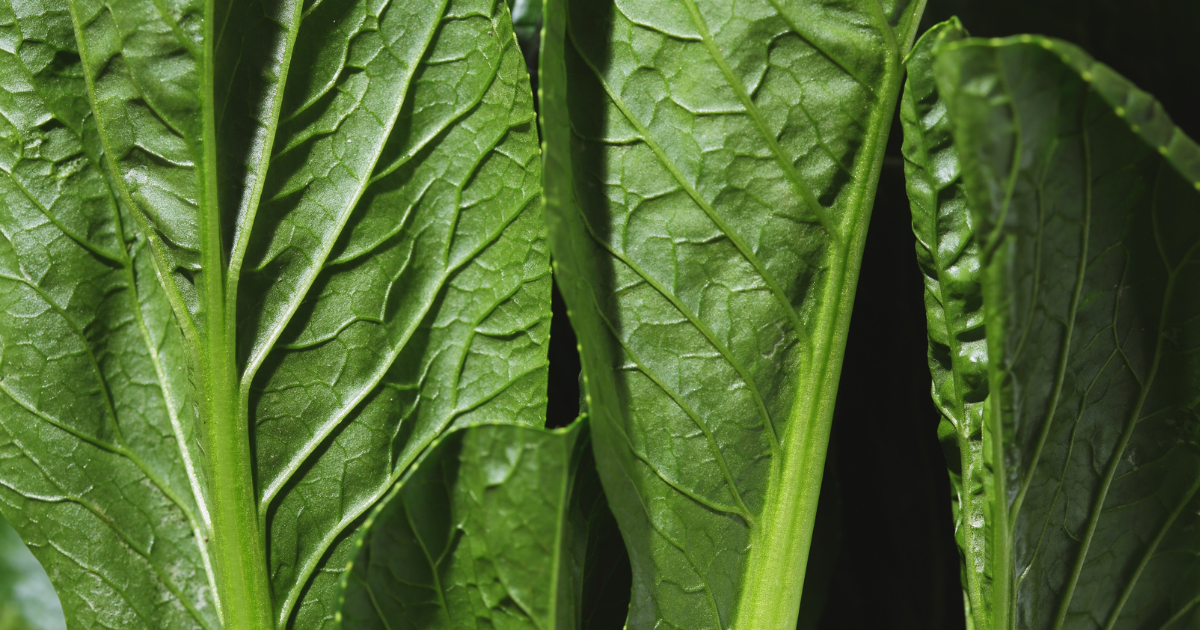 知られざる美味、のらぼう菜：歴史、葉の栄養、育て方、絶品レシピを徹底解剖