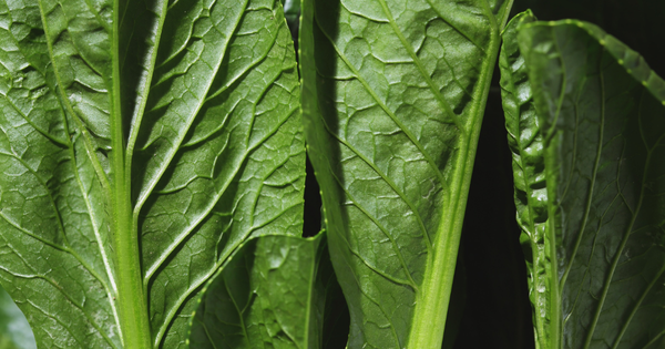 知られざる美味、のらぼう菜：歴史、葉の栄養、育て方、絶品レシピを徹底解剖