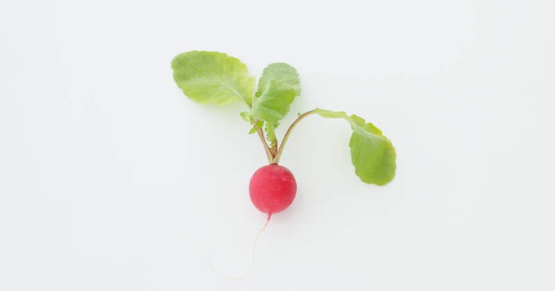 プランター菜園で簡単！二十日大根（ラディッシュ）栽培｜初心者向け完全ガイド