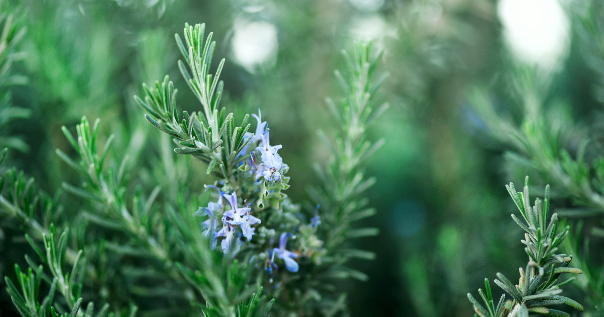 [ローズマリー種]：育て方から活用法まで～家庭で楽しむ万能ハーブ