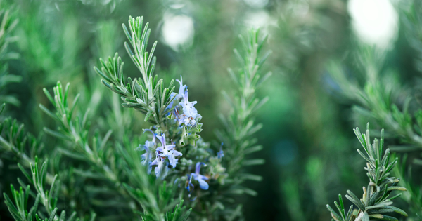 [ローズマリー種]：育て方から活用法まで～家庭で楽しむ万能ハーブ