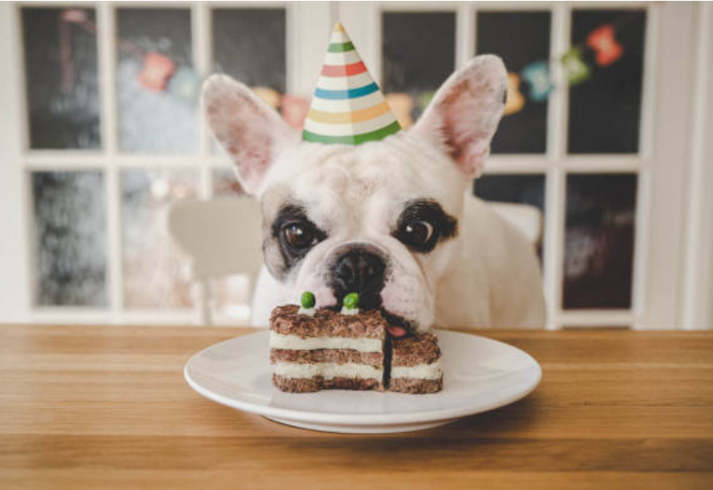 クリスマスケーキ犬用