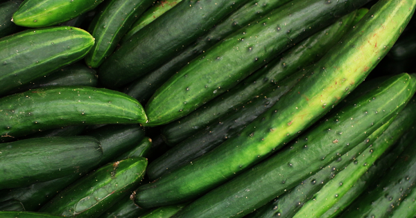 家庭菜園で楽しむ！キュウリ栽培：初心者でも失敗しない育て方と長く収穫するコツ