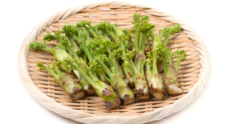 タラの芽（タラの木）の見分け方完全ガイド：初心者でも迷わない！