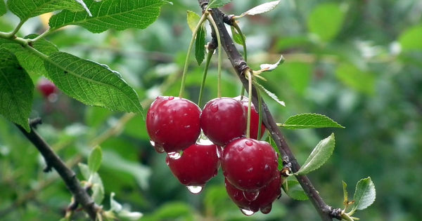 さくらんぼの木：実がなるまでの道のりと家庭栽培のコツ