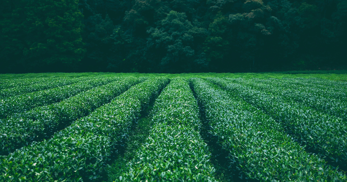 お茶の木：知られざる魅力と奥深い世界