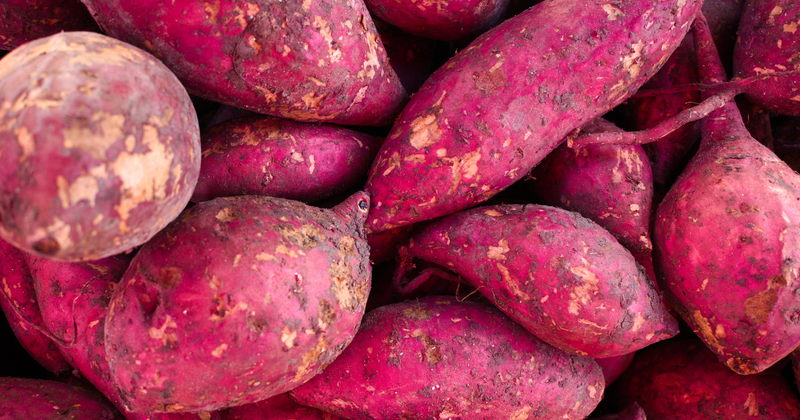 家庭菜園で始める！サツマイモ栽培の完全ガイド：初心者でも失敗しない育て方