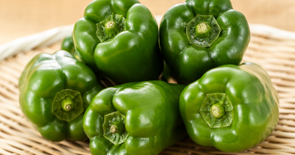 【決定版】ピーマン栽培：初心者でも失敗しない育て方と収穫までのコツ