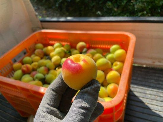 梅干しの種には毒がある？知っておくべき成分と安全な活用法