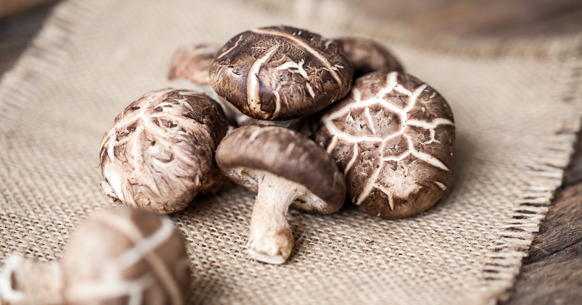 どんこ しいたけ とは