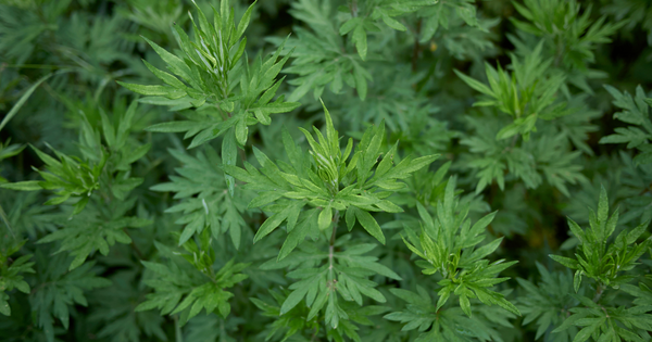 ヨモギは何科？知られざるキク科ヨモギ属の多様性と利用法