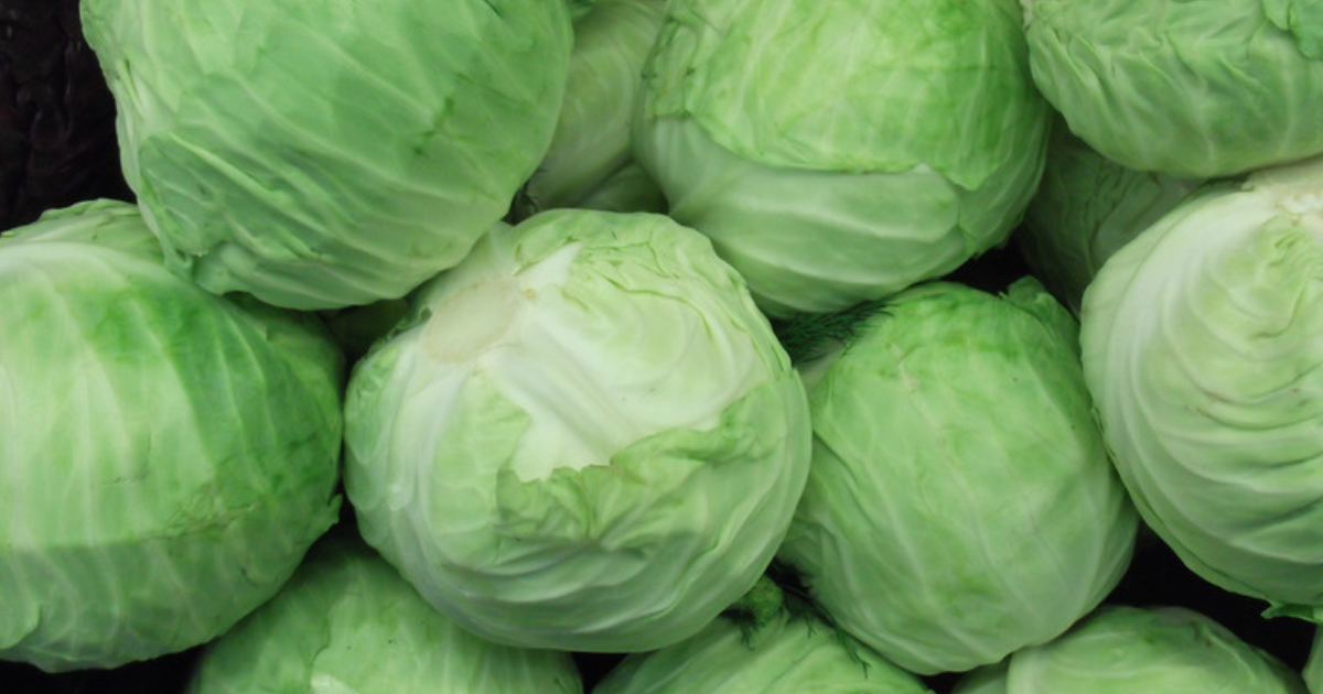 キャベツ 産地