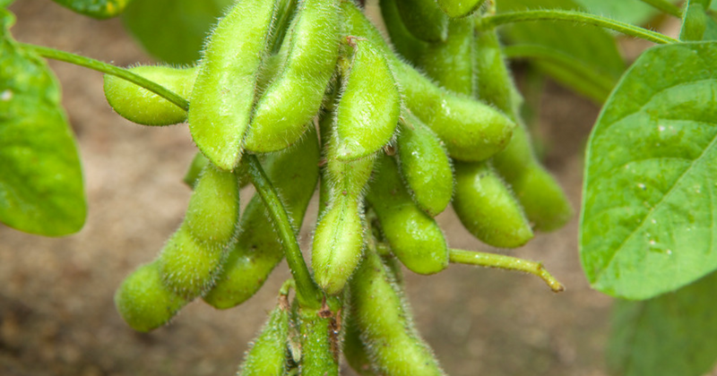 豆科の植物