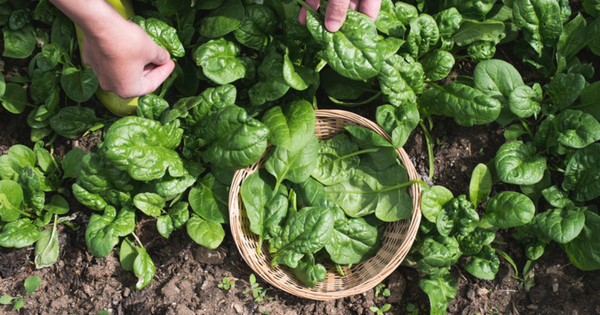 ほうれん草 糖質