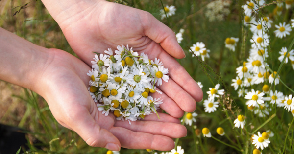 カモミール使い方