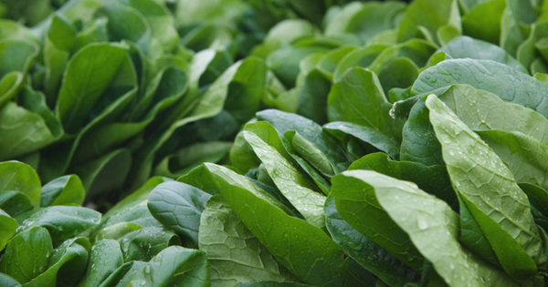 ほうれん草 カロリー