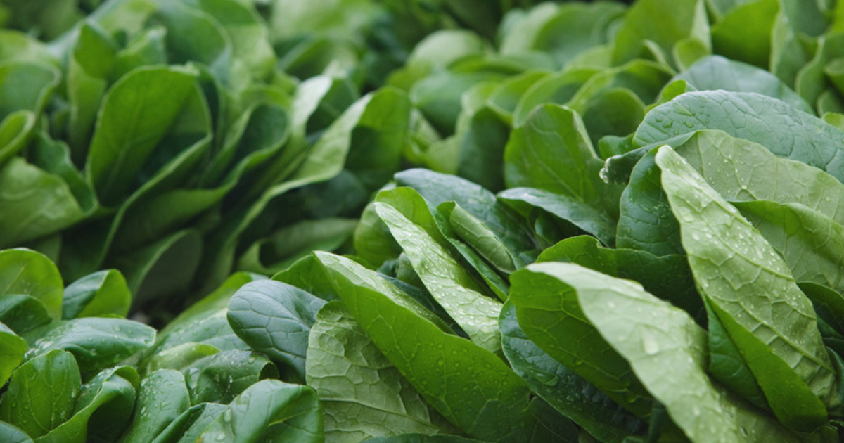 ほうれん草 のアク抜き