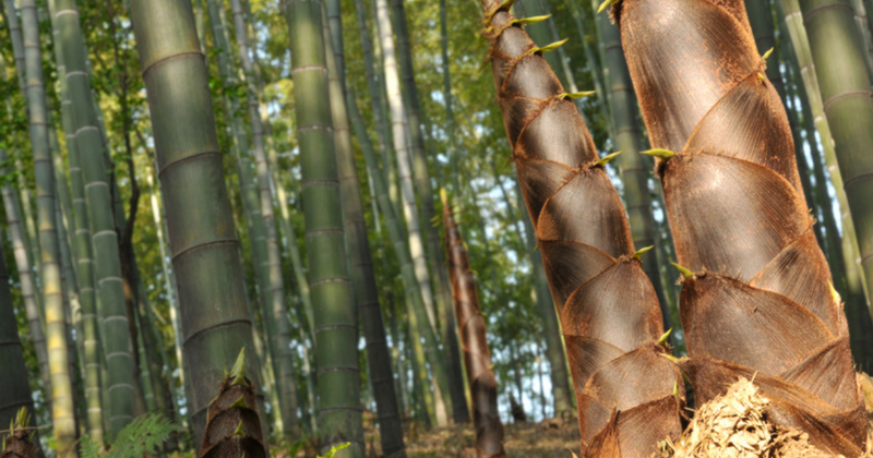 真竹の食べ方