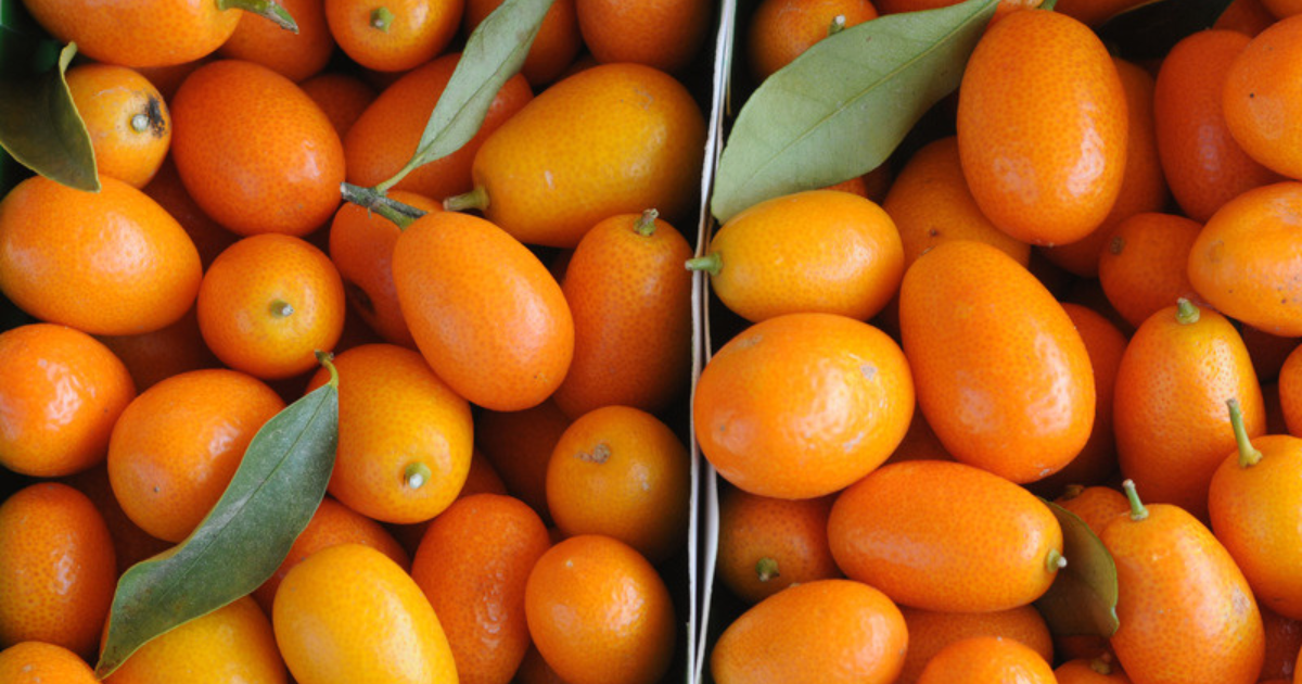 金柑の栄養素：まるごと食べる小さな太陽の驚くべきパワー