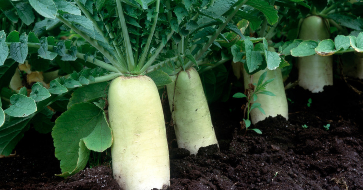 育て方 大根