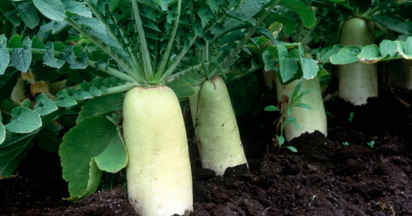 育て方 大根