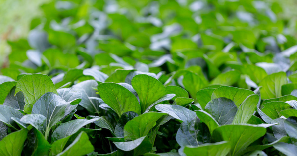 小松菜ほうれん草